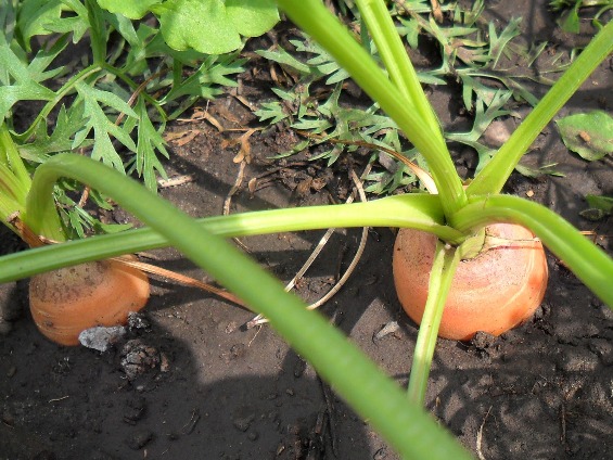 Морковь в земле!
